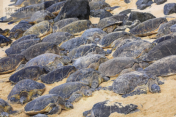 Zahlreiche Grüne Meeresschildkröten (Chelonia mydas) schlafen auf dem Sand am Strand; Kihei  Maui  Hawaii  Vereinigte Staaten von Amerika