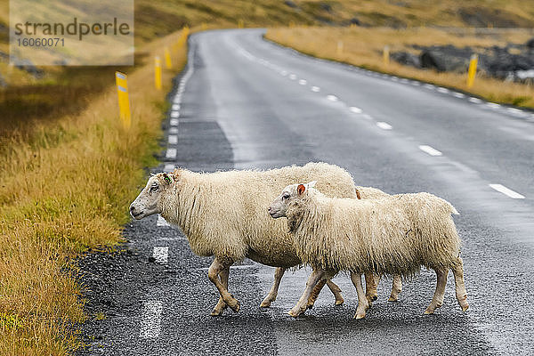 Zwei weiße Schafe (Ovis aries) überqueren eine Straße; Sudavik  Westfjorde  Island