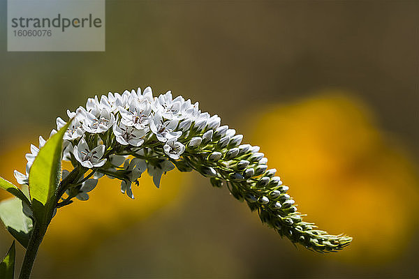 Schwanenhalsweiderich (Lysimachia clethroides) gedeiht in einem Garten; Astoria  Oregon  Vereinigte Staaten von Amerika