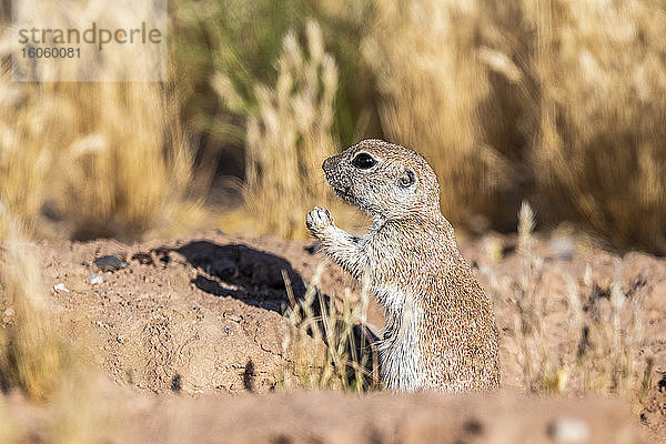 Rundschwanz-Bodenhörnchen (Xerospermophilus tereticadus)  das am Eingang seines Baues steht; Casa Grande  Arizona  Vereinigte Staaten von Amerika