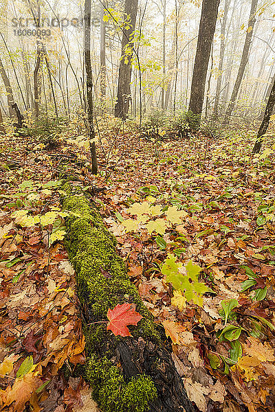 Herbstlich gefärbter Wald im Nebel  nahe Grand Portage; Minnesota  Vereinigte Staaten von Amerika