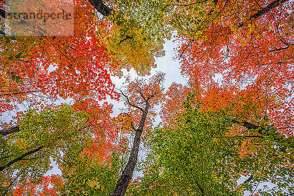 Im Herbst in Ontario in den Baumkronen aufzuschauen ist schön; Dwight  Ontario  Kanada