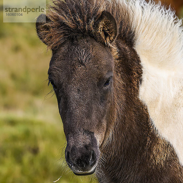 Nahaufnahme des Kopfes und der Mähne eines braunen und weißen Pferdes (Equus caballus); Hornafjorour  östliche Region  Island