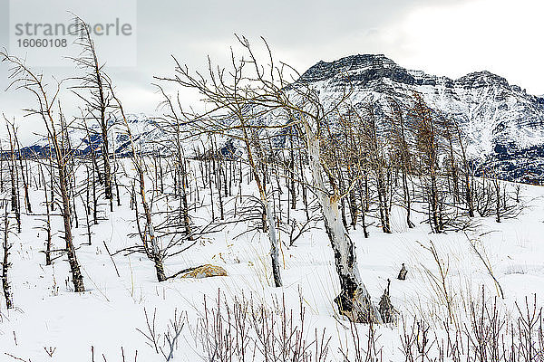 Kahle Bäume auf einem schneebedeckten Hügel mit einem schneebedeckten Berg im Hintergrund  Waterton Lakes National Park; Waterton  Alberta  Kanada