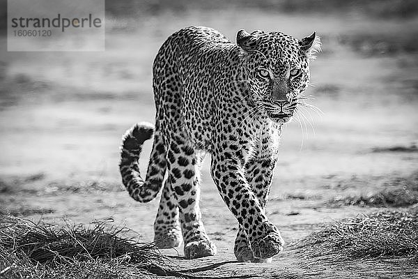 Ein Leopard (Panthera pardus) läuft auf einer sandigen Piste auf die Kamera zu. Er hat schwarze Flecken auf seinem braunen Pelzmantel und hebt seine Pfote  um den nächsten Schritt zu tun. Aufgenommen mit einer Nikon D850 in der Masai Mara; Kenia