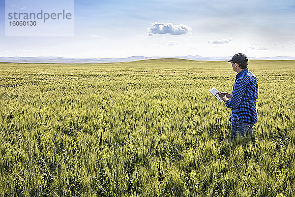 Landwirt  der mit einer Tablette in einem Weizenfeld steht und den Ertrag kontrolliert; Alberta  Kanada