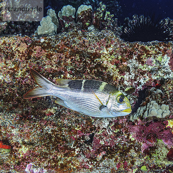 Junger Großaugen-Kaiser (Monotaxis grandoculis) passiert lebensverkrustetes Vulkangestein mit dem Molokini-Krater vor Maui; Maui  Hawaii  Vereinigte Staaten von Amerika