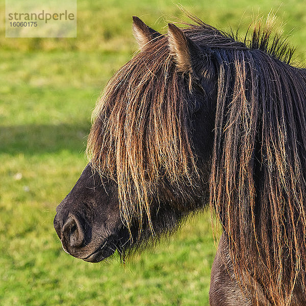 Nahaufnahme des Kopfes und der Mähne eines braunen Pferdes (Equus caballus); Mýrdalshreppur  Südliche Region  Island