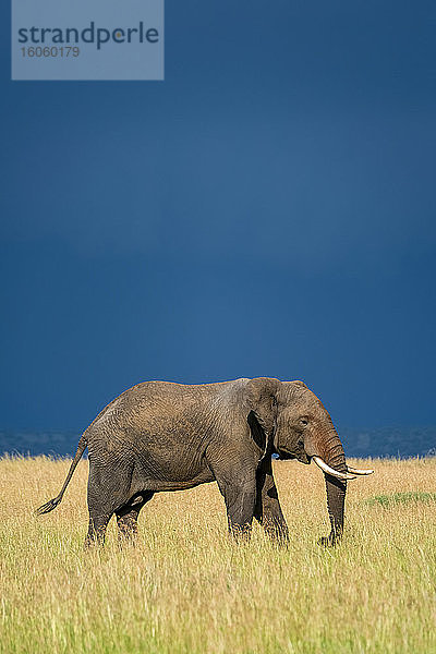 Afrikanischer Buschelefant (Loxodonta africana)  der an einem sonnigen Tag mit stürmischem Himmel über ihm im langen Gras der Savanne spazieren geht;Tansania