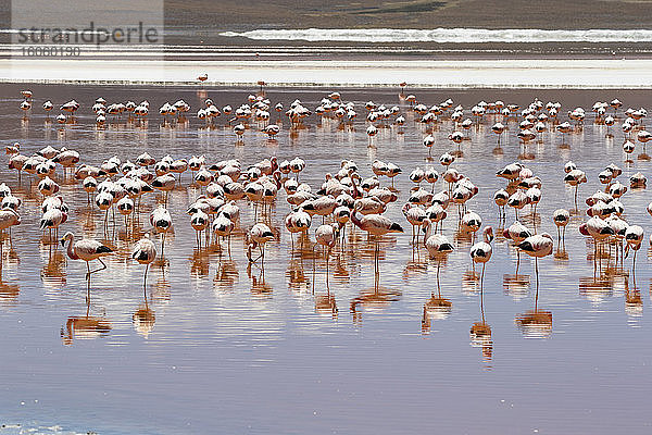 Flamingos an der Laguna Colorada  Eduardo-Avaroa-Nationalpark; Abteilung Potosi  Bolivien