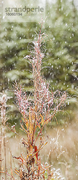 Leichter Schneefall über einer Pflanze im Herbst; Thunder Bay  Ontario  Kanada