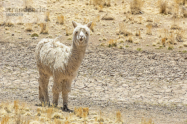 Weißes Alpaka (Vicugna pacos)  das in die Kamera schaut; Peru