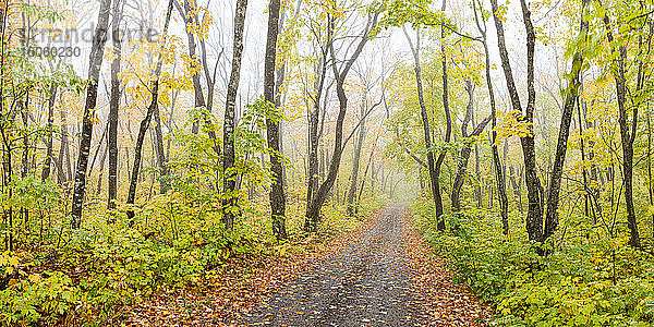Eine neblige Landstraße durch den Wald im Herbst  in der Nähe von Grand Portage; Minnesota  Vereinigte Staaten von Amerika
