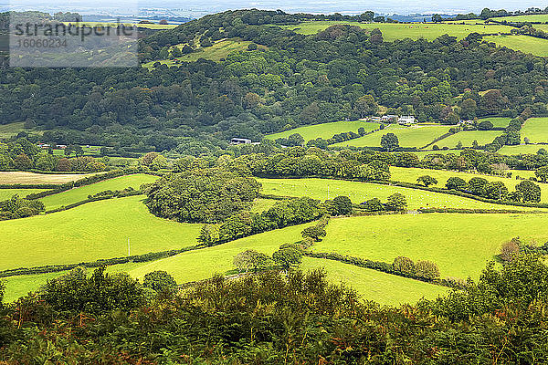 Hügelige Baumfelder mit einem Flickenteppich grüner Wiesen  eingerahmt von Bäumen und Sträuchern; Grafschaft Cornwall  England