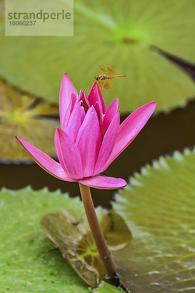 Auf blühender Fuchsien-Lotus-Pflanze (Nelumbo) ruhende Libelle  Nong Han See; Thailand