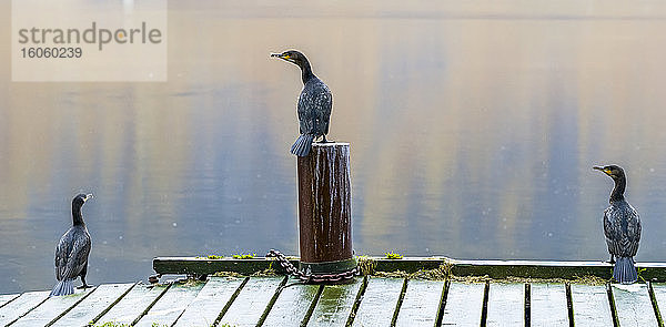 Drei Vögel stehen am Rand eines Docks und blicken mit Spiegelungen auf das ruhige Wasser; Isafjardarbaer  Westfjorde  Island