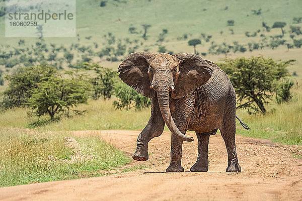 Afrikanischer Busch-Elefant (Loxodonta africana) schaut in die Kamera und hebt den Fuß  während er über eine unbefestigte Straße läuft; Tansania