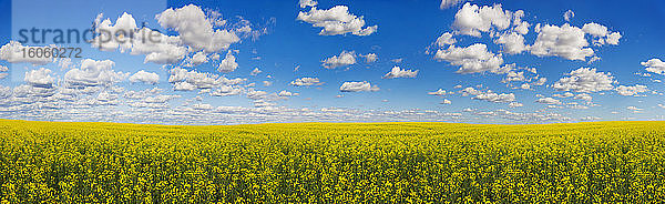 Panorama eines Rapsfeldes unter blauem Himmel mit Wolken; Alberta  Kanada