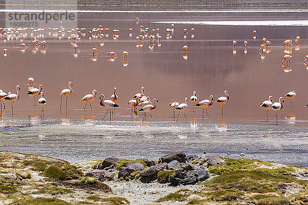 Flamingos an der Laguna Colorada  Eduardo-Avaroa-Nationalpark; Abteilung Potosi  Bolivien