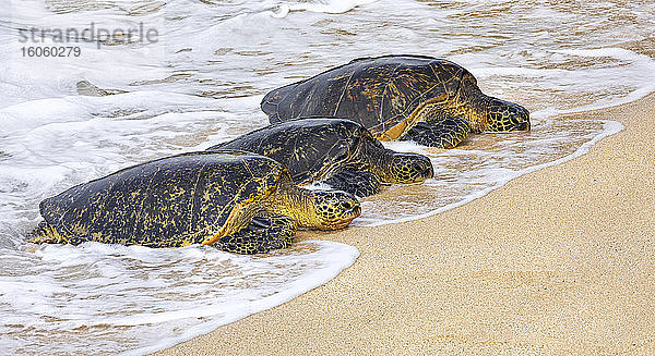 Drei grüne Meeresschildkröten (Chelonia mydas) liegen in einer Reihe am Strand in der Brandung; Kihei  Maui  Hawaii  Vereinigte Staaten von Amerika