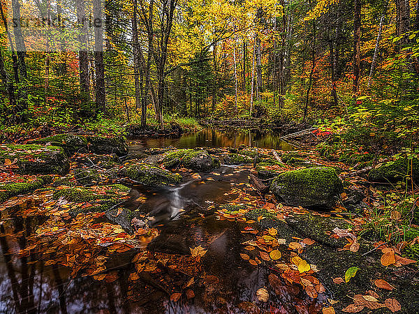 Herbstfarben entlang eines abgelegenen Baches im ländlichen Ontario  Algonquin Provincial Park; Ontario  Kanada