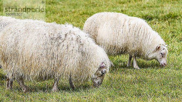 Weisse Schafe (Ovis aries) grasen auf Gras; Hunaping vestra  Nordwestliche Region  Island