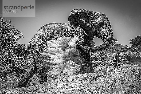 Ein afrikanischer Buschelefant (Loxodonta africana) wirft mit seinem Rüssel auf einem kahlen Erdhang mit Bäumen im Hintergrund bei klarem Himmel Staub auf sich. Er hat Schlammflecken auf seinem Rüssel  und der Staub explodiert in einer Wolke gegen seine faltige  graue Haut. Aufgenommen mit einer Nikon D810 im Chobe-Nationalpark; Botswana