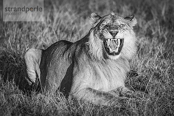 Ein Löwenmännchen (Panthera leo) zeigt die Reaktion der Flamen  indem er sein Maul weit öffnet  als würde er brüllen. Er hat ein goldenes Fell  das im warmen Licht des frühen Morgens leuchtet. Aufgenommen mit einer Nikon D850 im Serengeti-Nationalpark; Tansania