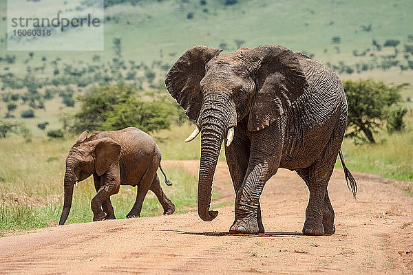 Erwachsener afrikanischer Buselefant (Loxodonta africana) geht an einem sonnigen Tag mit Elefantenkalb auf unbefestigter Straße; Tansania