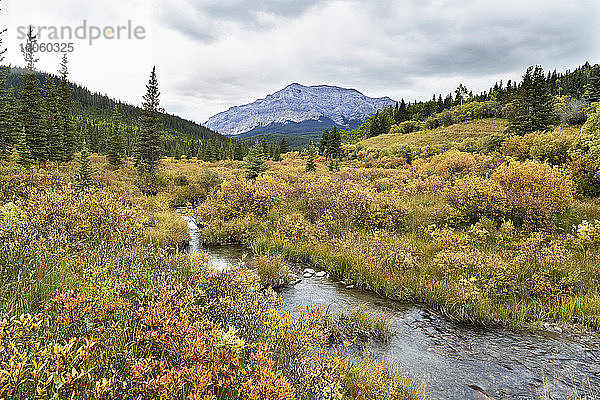 Ein Bach  der durch orange und gelb gefärbtes Präriegebüsch in den felsigen Gebirgsausläufern westlich von Sundre fließt; Alberta  Kanada