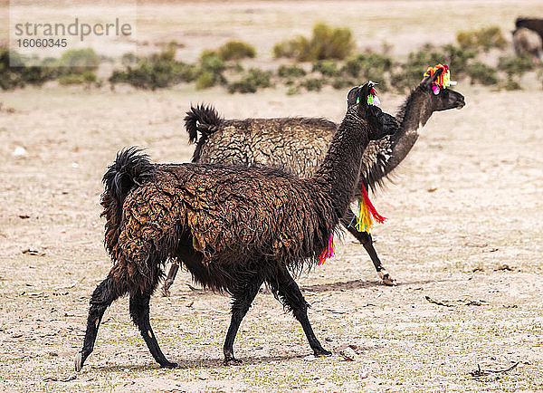 Zwei Lamas (Lama glama) gehen mit dekorativen Quasten; Provinz Nor Lipez  Abteilung Potosi  Bolivien