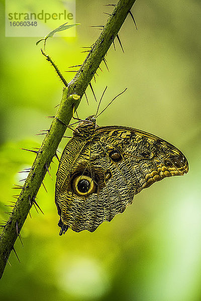 Achilles-Morpho-Schmetterling auf dornig-grünem Stängel; Iguazu Falls  Parana  Brasilien