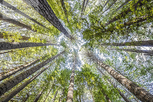 Direkter Blick auf die Baumkronen der kalifornischen Redwoods (Sequoia sempervirens) und blauen Himmel; Buchenwald  Victoria  Australien