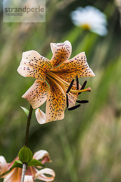 Tigerlilien sind eine auffällige Ergänzung des Blumengartens; Astoria  Oregon  Vereinigte Staaten von Amerika