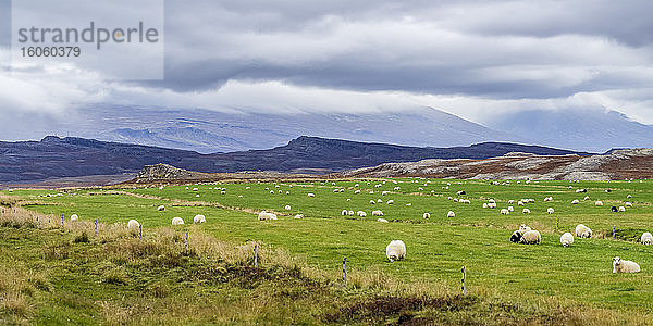 Eine große Schafherde (Ovis aries) weidet auf grasigem Ackerland; Fljotsdalsherao  östliche Region  Island