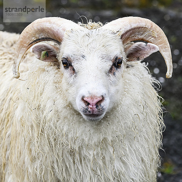 Nahaufnahme eines weißen Widder-Schafes (Ovis aries)  das in die Kamera schaut; Sudavik  Westfjorde  Island