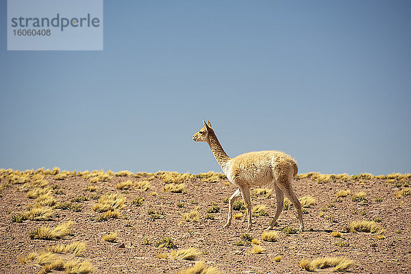 Guanaco (Lama guanicoe) geht von rechts nach links gegen den blauen Himmel in der Wüste; Atacama  Chile