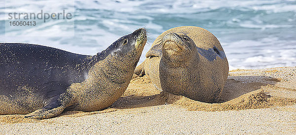 Zwei hawaiianische Mönchsrobben (Neomonachus schauinslandi) am Strand; Kihei  Maui  Hawaii  Vereinigte Staaten von Amerika