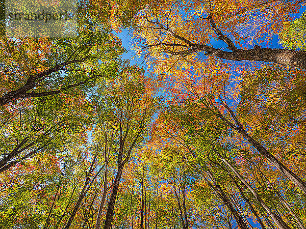 Baumkronen mit herbstlich gefärbtem Laub und blauem Himmel; Huntsville  Ontario  Kanada