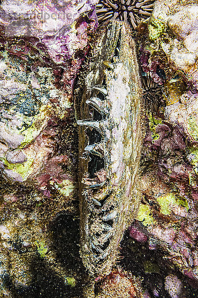 Lebende Schwarzlippen-Perlenauster (Pinctada margaritifera)  die am Haloha-Riff vor Maui lebt; Maui  Hawaii  Vereinigte Staaten von Amerika