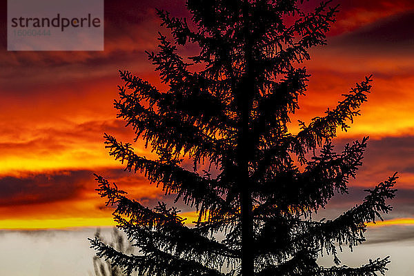 Silhouette eines immergrünen Baumes bei Sonnenaufgang mit einem dramatisch bunten Himmel und Wolken im Hintergrund; Calgary  Alberta  Kanada