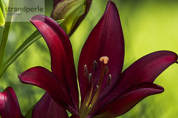 Asiatische Lilien bringen große Farbe in den Garten; Astoria  Oregon  Vereinigte Staaten von Amerika