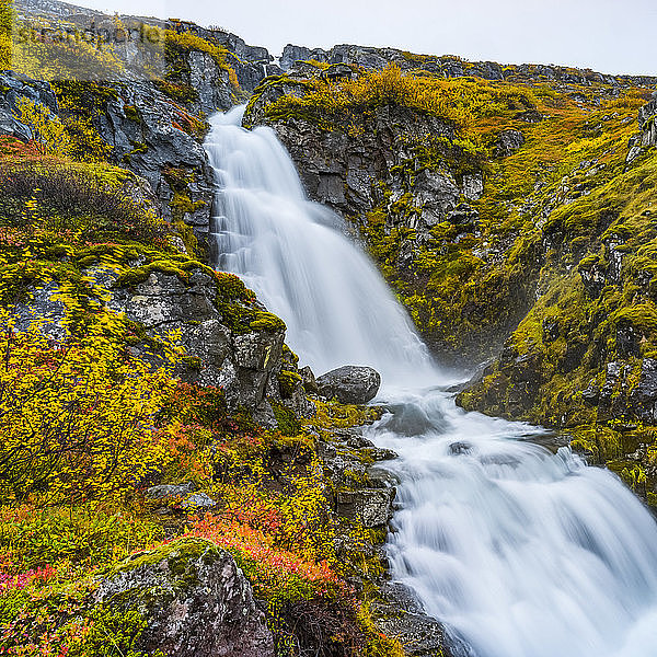 Ein Wasserfall  der eine mit Moos bewachsene Felsklippe hinunterfließt; Sudavik  Westfjorde  Island