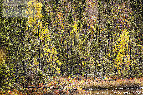 Lebhaftes  herbstlich gefärbtes Laub in einem Wald an einem See; Thunder Bay  Ontario  Kanada