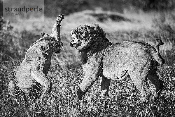 Eine Löwin (Panthera leo) ist im Begriff  einen männlichen Löwen nach der Paarung mit ihrer Pfote zu schlagen. Beide haben goldene Mäntel und stehen im warmen Abendlicht auf einem Fleck verbrannten Grases. Aufgenommen mit einer Nikon D810 in der Serengeti; Tansania