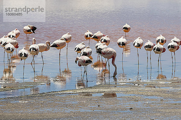 Flamingos an der Laguna Colorada  Eduardo-Avaroa-Nationalpark; Abteilung Potosi  Bolivien