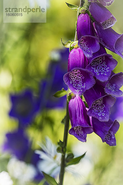 Fingerhut (Digitalis) überragt andere Blumen im Garten; Astoria  Oregon  Vereinigte Staaten von Amerika