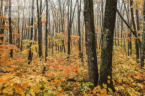 Ein Wald im Nebel mit herbstlich gefärbtem Laub auf dem Waldboden  in der Nähe von Grand Portage; Minnesota  Vereinigte Staaten von Amerika