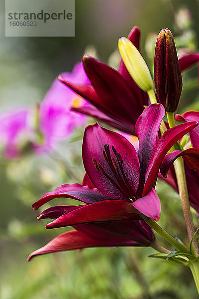 Asiatische Lilien bringen große Farbe in den Garten; Astoria  Oregon  Vereinigte Staaten von Amerika