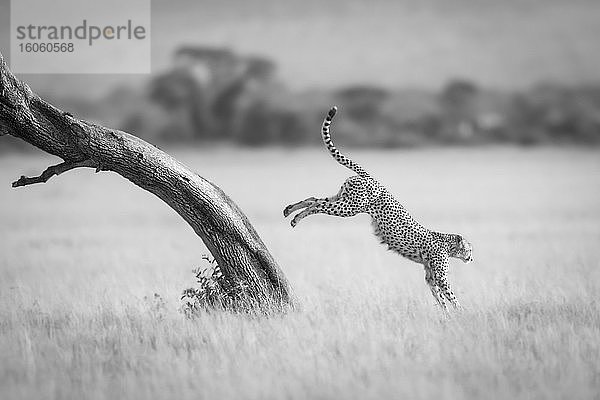 Ein männlicher Gepard (Acinonyx jubatus) springt vom diagonalen Stamm eines Baumes herunter. Er hat braunes Fell  das mit schwarzen Flecken bedeckt ist  und im Hintergrund ist eine Reihe von Bäumen zu sehen  Serengeti-Nationalpark; Mara-Region  Tansania